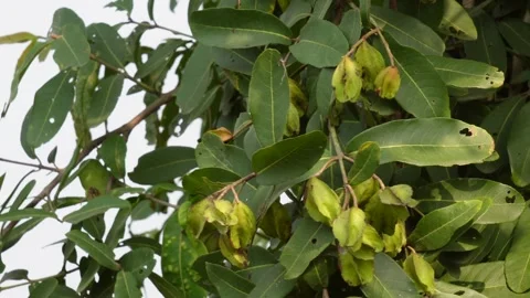 Star Fruit Tree Branch Stock Footage 340778474