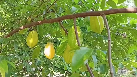 Star Fruit Tree Branch Full Of Fruits Vidéo 335275404