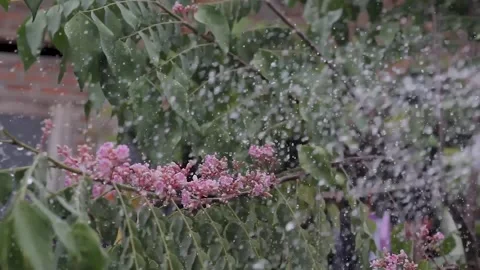Star Fruit Tree Flowers Stock Footage 286097416