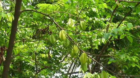 Star fruit tree Vídeos de archivo 344257839