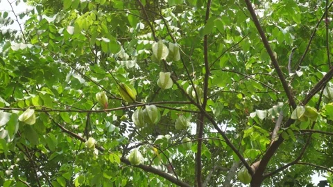Star fruit tree 스톡 동영상 344257873