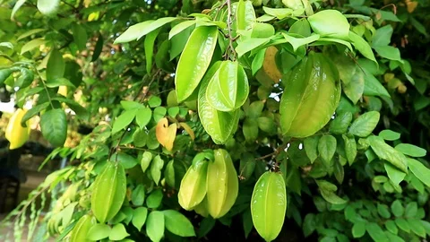 A star fruit tree with many fruits. Stock Footage