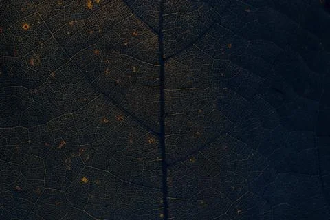 Star gooseberry leaf texture macro background Stock Photos