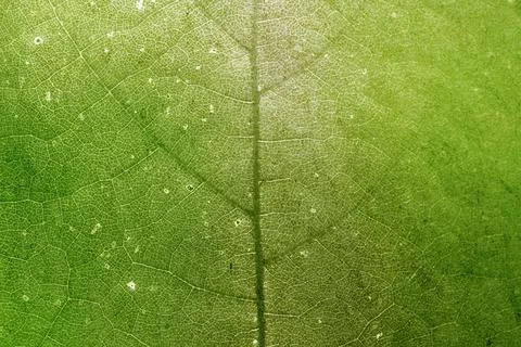 Star gooseberry leaf texture macro background Foto stock
