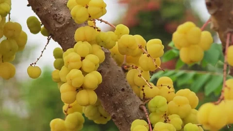 Star gooseberry on the tree. Stock Footage 305772118