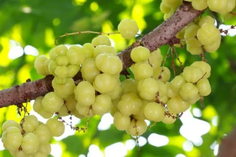 The star gooseberry on tree. Stock Photos
