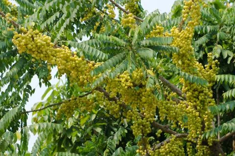 Star gooseberry on tree Stock Photos