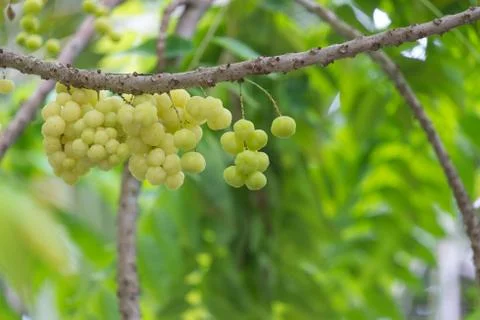 Star gooseberry on tree Stock Photos