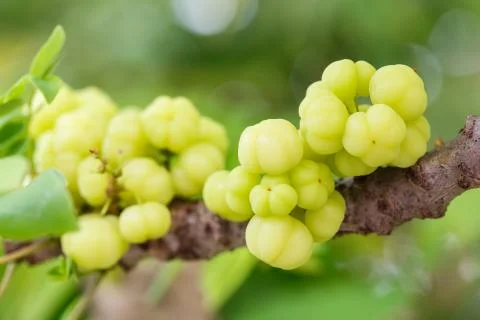 Star gooseberry on tree Stock Photos