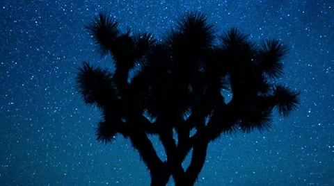 Star Lapse of Joshua Tree Stock Footage 8549594
