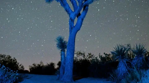 Star Lapse Pan Joshua Tree Stock Footage 8549549