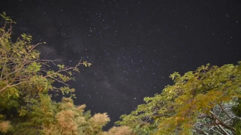Star Lapse Trees Stock Footage 51481234
