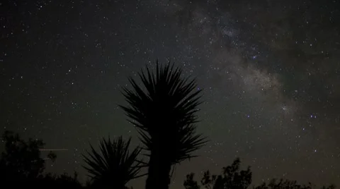Star Lapse of Yucca Plant Stock Footage