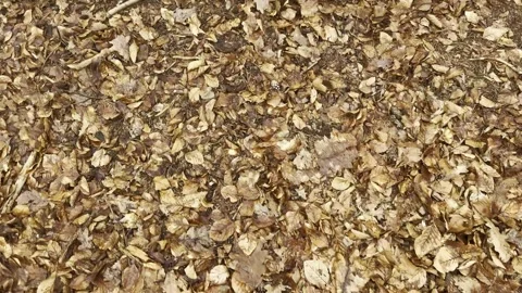 Star made of twigs on a forest floor still covered in autumn leaves. Stock Footage 311464770