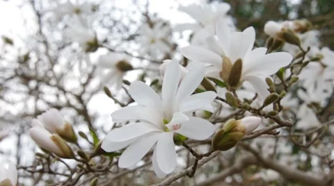 Star magnolia in spring Stock Footage 58893290