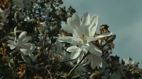 Star magnolia tree closeup Stock Footage 11017034
