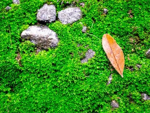 Star moss Stock Photos