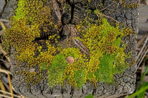 Star Moss; post; forest; moss; plant; green; chlorophyll; botany; non-flowe.. Stock Photos