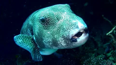 Star or Starry pufferfish (Arothron stellatus) close up Stock Footage 12387203