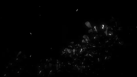 Star Particle Light Background Transition Stock Footage 319405638