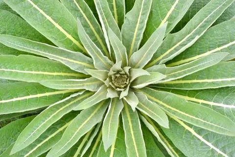 Star plant Stock Photos