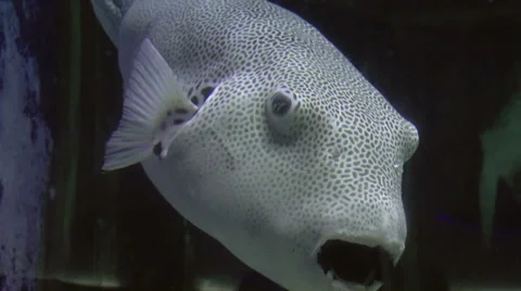 Star puffer fish Stock Footage 34658331