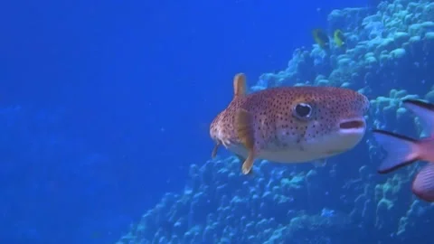 Star puffer fish hovers left and right and looks into the camera Stock Footage 151085761