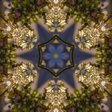 Star shape made form the negative space of a photos of white flowers in Foto stock