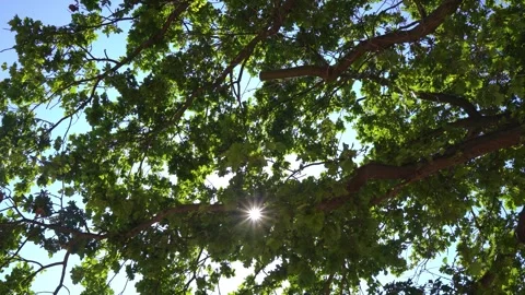 Star-Shaped Sun Rays Shining Through the Trees Stock Footage 346550380