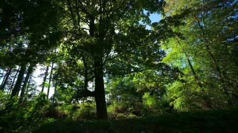 Star-Shaped Sun Rays Shining Through the Trees Stock Footage 346550615