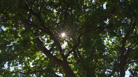 Star-Shaped Sun Rays Shining Through the Trees Stock Footage 346550645