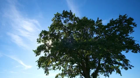 Star-Shaped Sun Rays Shining Through a Tree Stock Footage 346550703