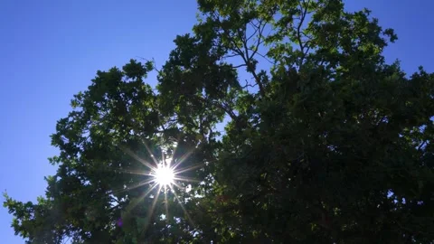 Star-Shaped Sun Rays Shining Through a Tree Canopy Stock Footage 346550781