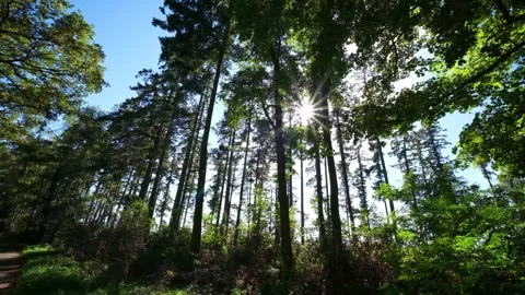 Star-Shaped Sun Rays Shining Through the Trees Stock Footage 346550819