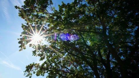 Star-Shaped Sun Rays Shining Through a Tree Canopy Stock Footage 346550874