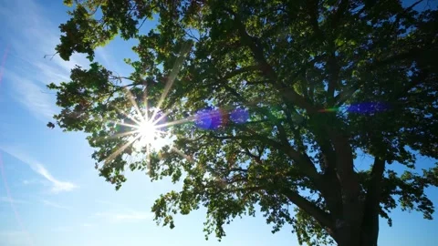 Star-Shaped Sun Rays Shining Through a Tree Canopy Stock Footage 346550998