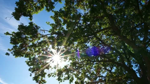 Star-Shaped Sun Rays Shining Through a Tree Canopy Stock Footage 346551080
