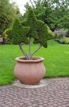 Star shaped trees Stock Photos