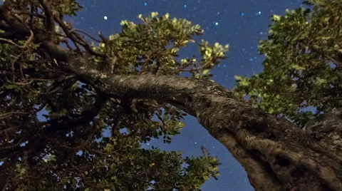 Star time-lapse with olive tree in Bethlehem, Israel. Cropped. Stock Footage 54307246