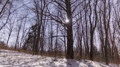 Star Time Lapse with Tree 库存影片 46474188