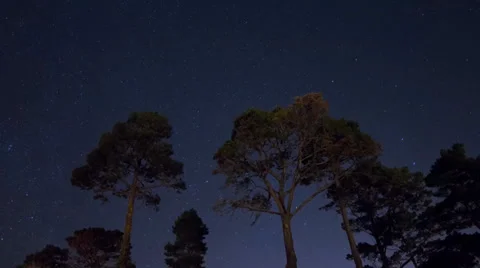 Star Time Lapse with Trees in Foreground 動画素材 34353498