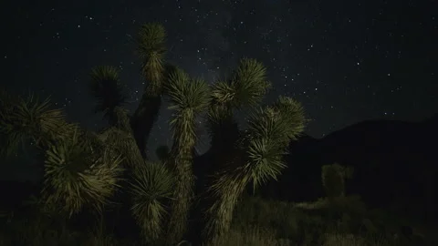 Star Timelapse Over Joshua Trees Vidéo 266663786
