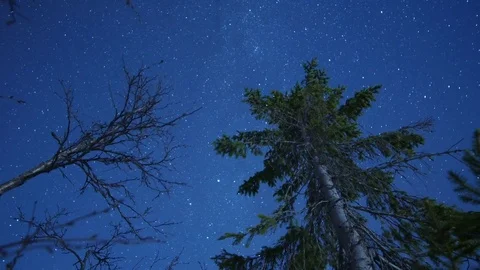 Star timelapse with trees in the foreground Stock Footage