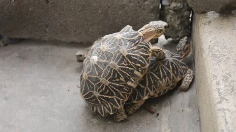 Star tortoise mating in HD Stock Footage 70163081