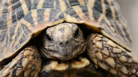 Star tortoise moving its head up and down close up Stock Footage 70163873