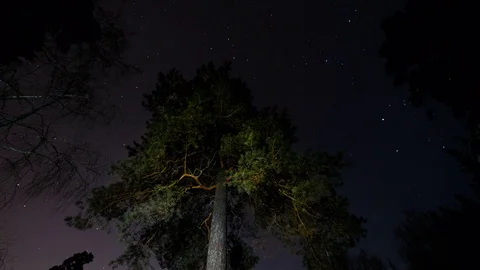 Star tracks in the sky around the tree. Stock Footage 84267586