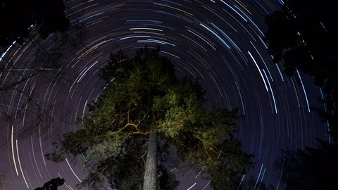 Star tracks in the sky around the tree. Stock Footage 84267736