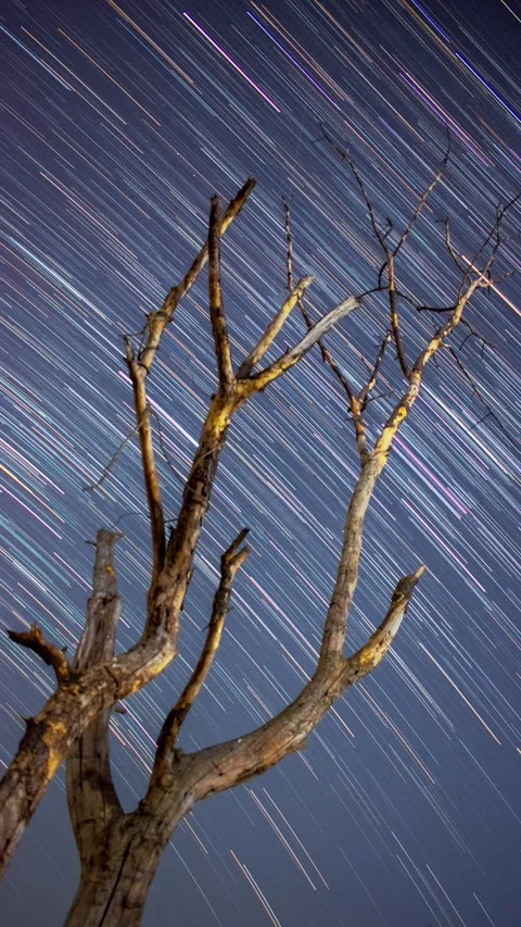 Star Trails Behind Death Tree – Magical Night Timelapse Stock Footage 313558997
