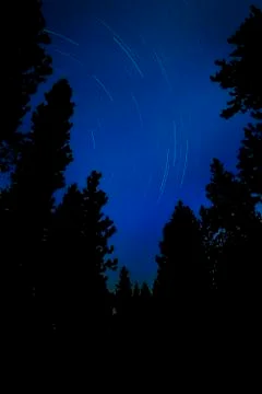 Star Trails in Forest of Pine Trees Wilderness Night Sky Stock Photos