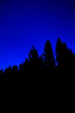 Star Trails in Forest of Pine Trees Wilderness Night Sky Stock Photos